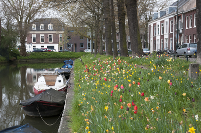 827589 Afbeelding van bloeiende tulpen in het plantsoen langs de Stadsbuitengracht aan de Wittevrouwensingel te Utrecht.